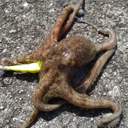 先週に引き続きタコ釣り